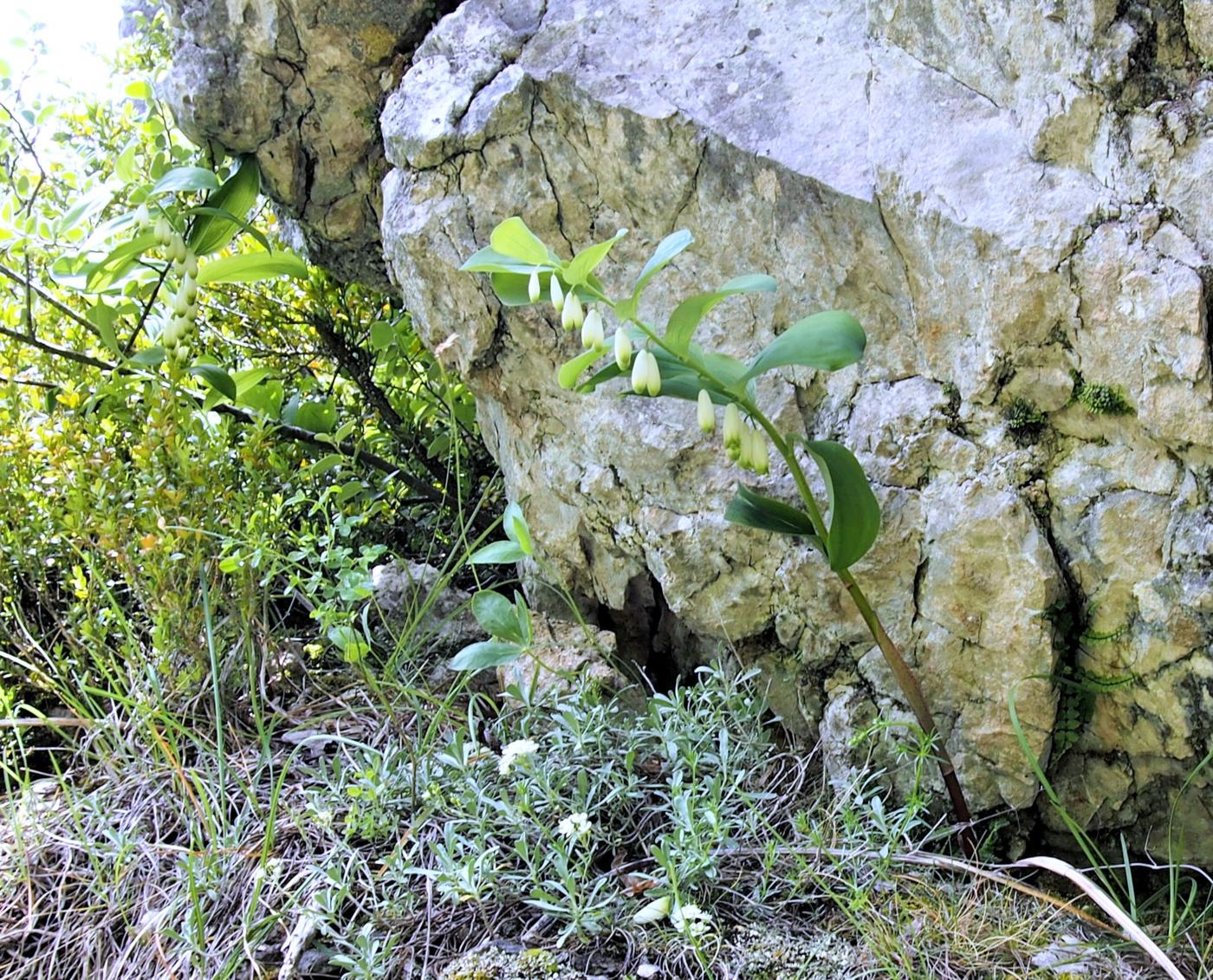 Solomon's-seal, Sweet-scented plant